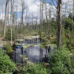 marsh 1610576 1920 150x150 - Walentynki - wybierz się do Chełmna w "Dzień Zakochanych"