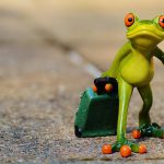 frog 897418 960 720 150x150 - Koronawirus - gdzie można jechać i jak planować wypoczynek?