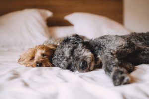 Wakacje z pupilem - co zrobić, żeby były udane dla nas i dla niego? bed 1284238 1920 300x200 - Wakacje z pupilem - co zrobić, żeby były udane dla nas i dla niego?