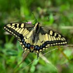 butterfly 491166 1920 150x150 - Jak zaplanować wakacje na własną rękę?