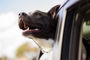 Wakacje z pupilem - co zrobić, żeby były udane dla nas i dla niego? dog 1149964 1920 300x200 - Wakacje z pupilem - co zrobić, żeby były udane dla nas i dla niego?