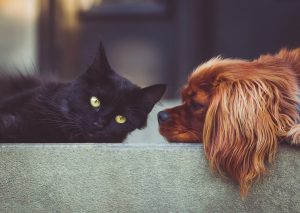 Wakacje z pupilem - co zrobić, żeby były udane dla nas i dla niego? dog 2606759 1920 300x213 - Wakacje z pupilem - co zrobić, żeby były udane dla nas i dla niego?