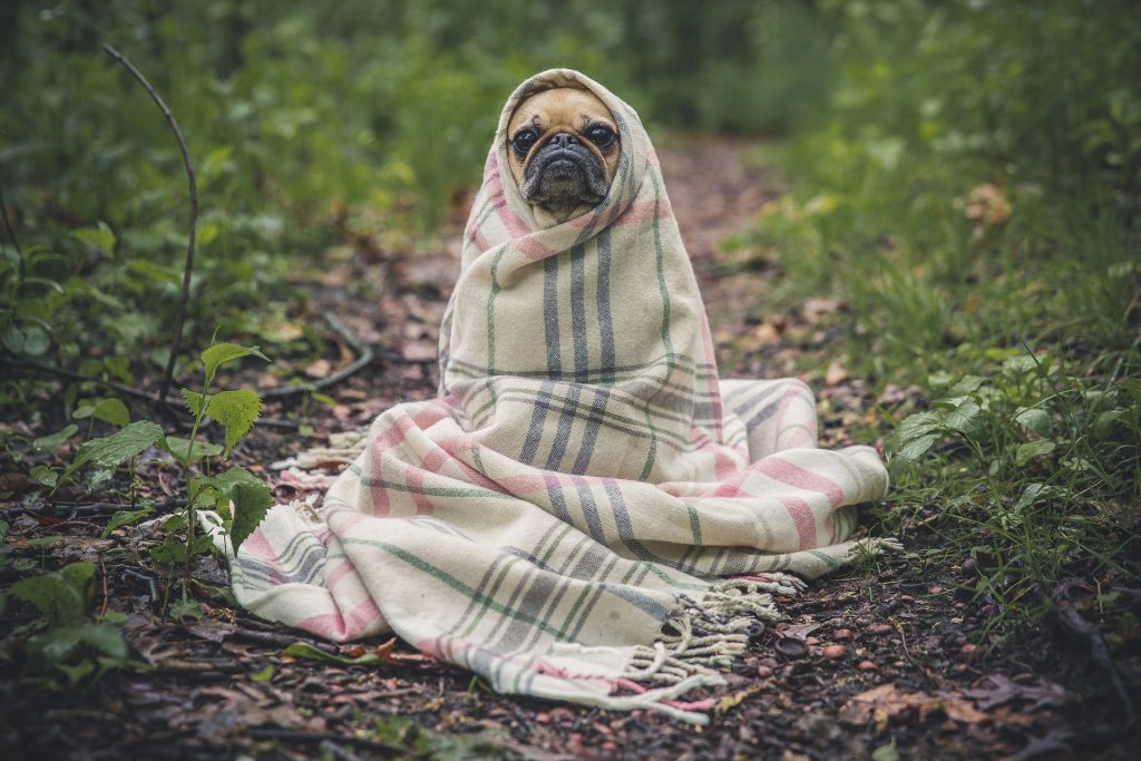 Wakacje z pupilem - co zrobić, żeby były udane dla nas i dla niego? mops 1024x683 - Wakacje z pupilem - co zrobić, żeby były udane dla nas i dla niego?