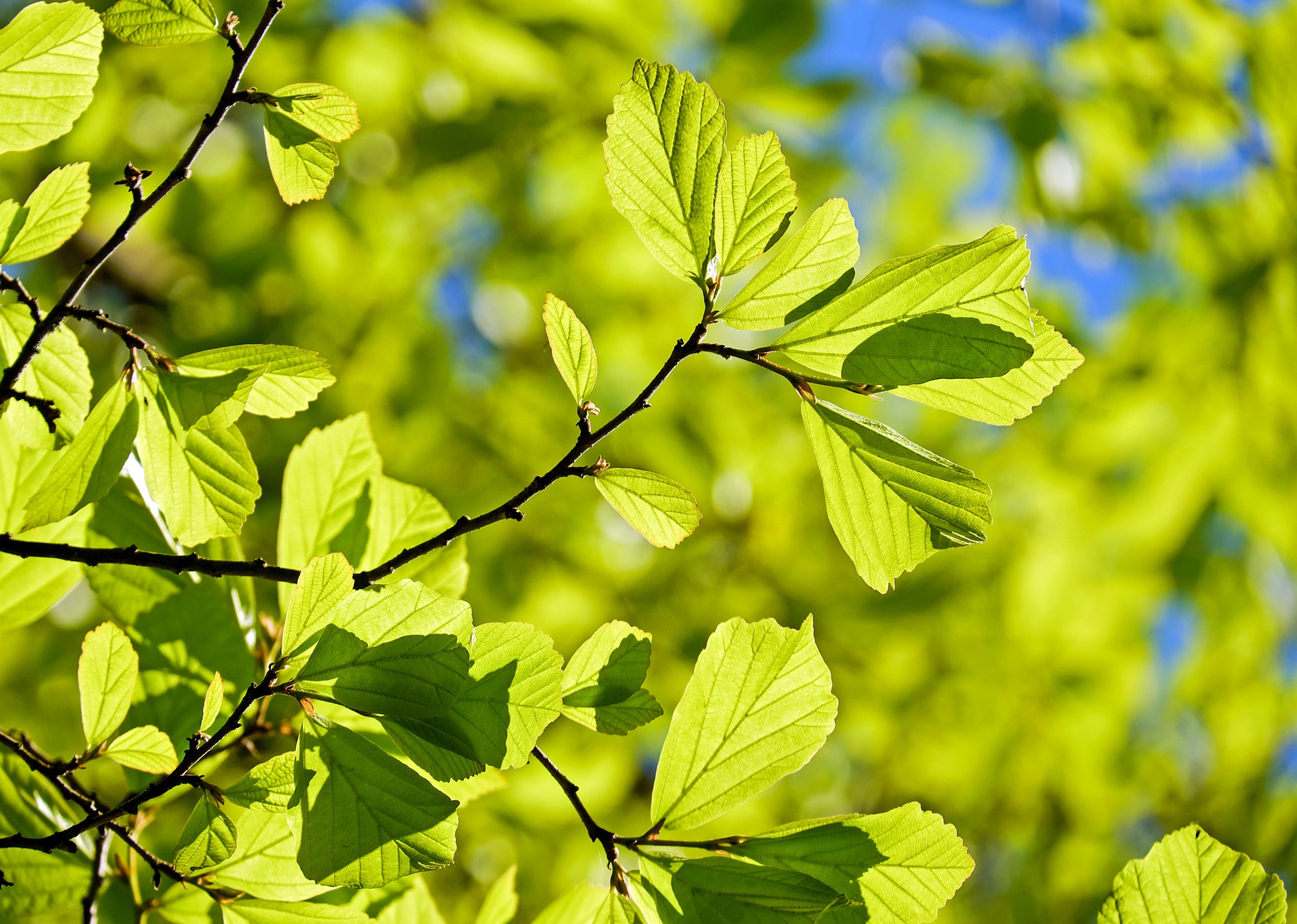 oak 3064187 1920 - 18 niezwykle klimatycznych wsi nad morzem, które zagwarantują spokój w wakacje