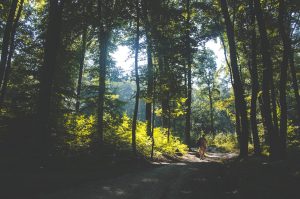 sylwia bartyzel 135274 unsplash 300x199 - Czemu warto rzucić wszystko i wyjechać w Bieszczady?