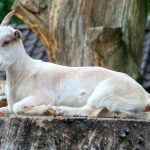 goat 208440 960 720 150x150 - Zlot Czarownic - Morawy