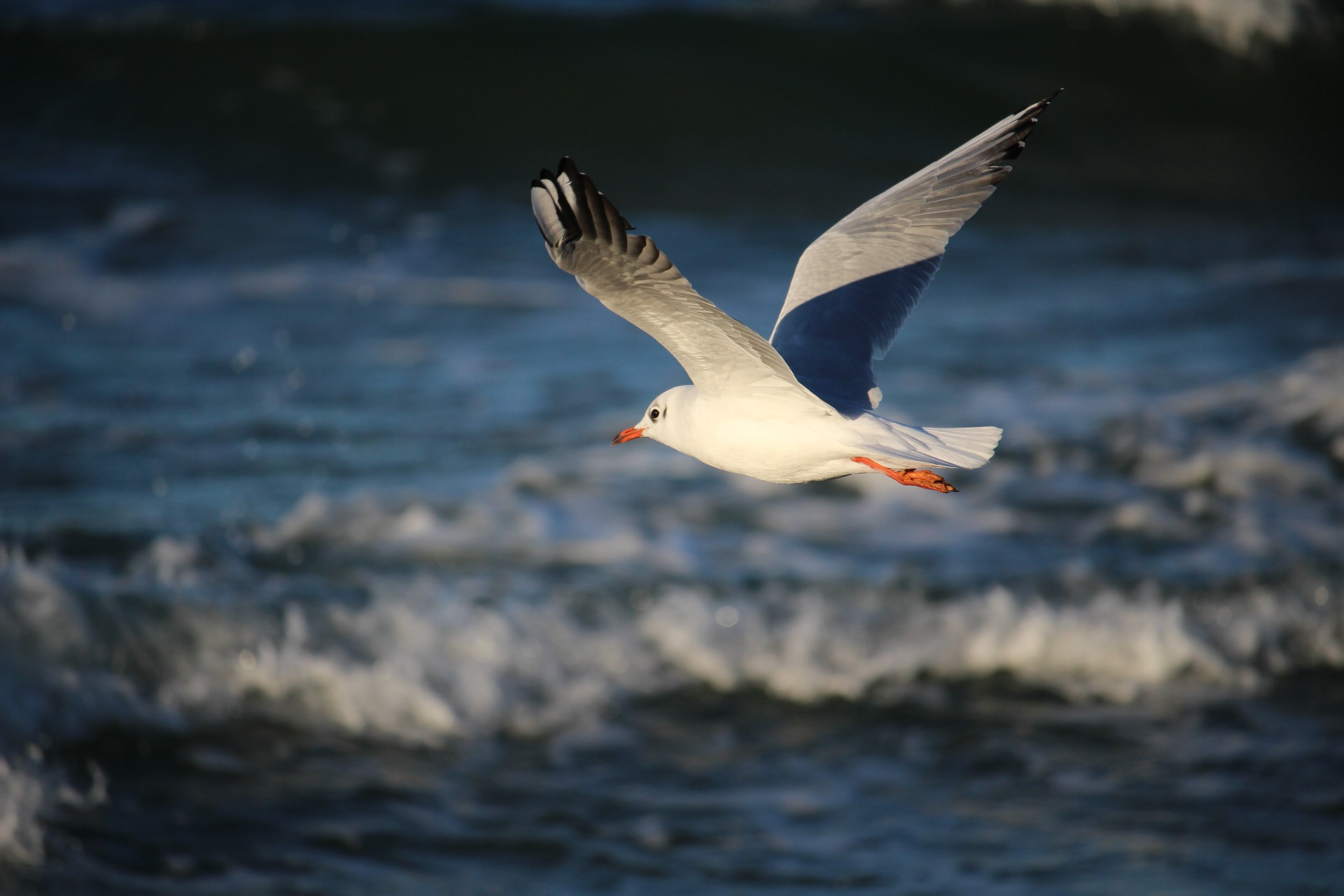 seagull 2242933 1920 - 18 niezwykle klimatycznych wsi nad morzem, które zagwarantują spokój w wakacje