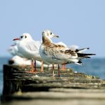 the seagulls 3622088 1920 150x150 - Tydzień Kultury Beskidzkiej - poszerzaj swoje horyzonty