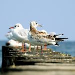 the seagulls 3622088 1920 150x150 - Niechorze - atrakcje dla dzieci i nie tylko