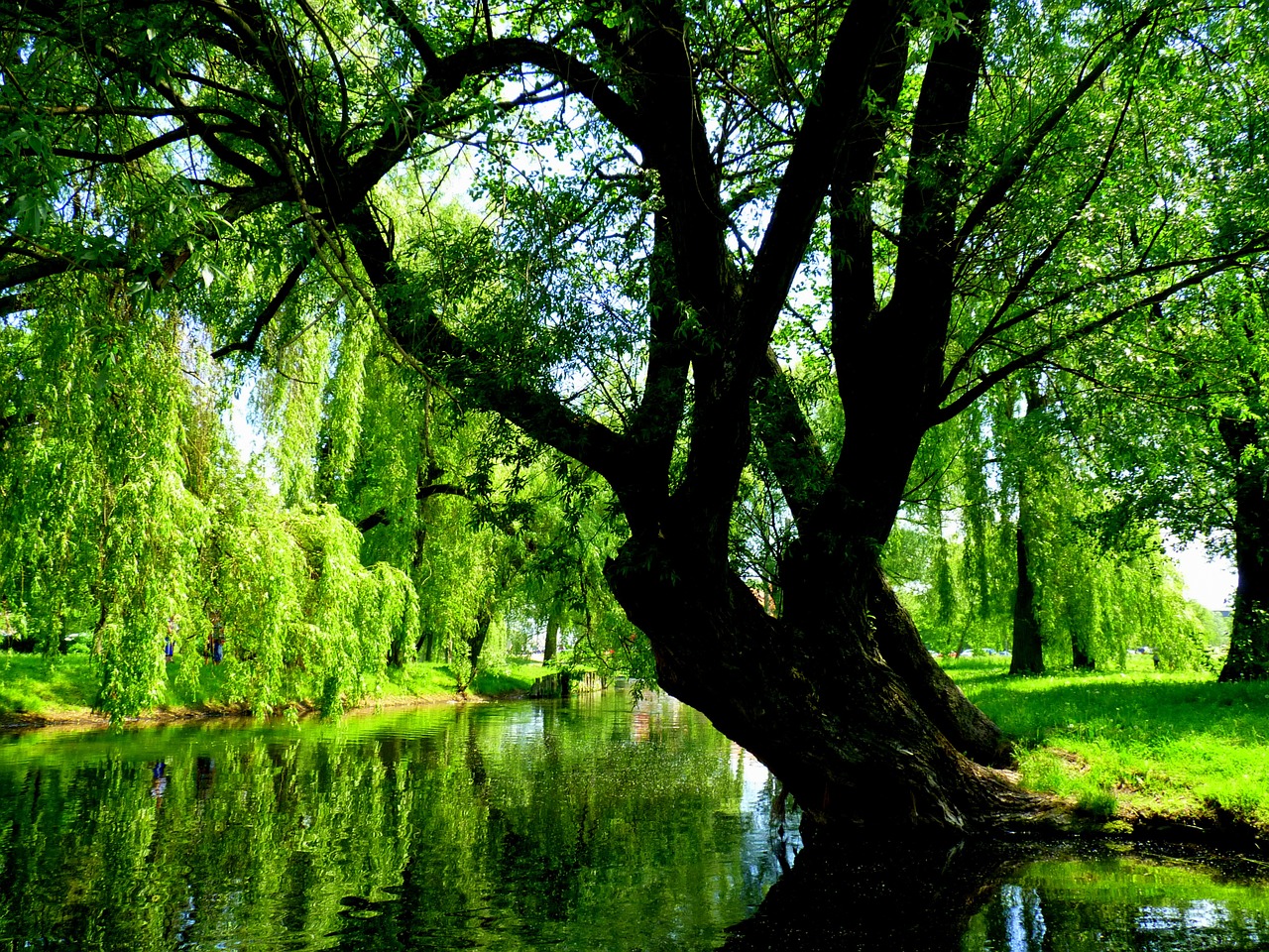 Mazury i 8 ukrytych skarbów willow 1516877 1280 - Mazury i 8 ukrytych skarbów