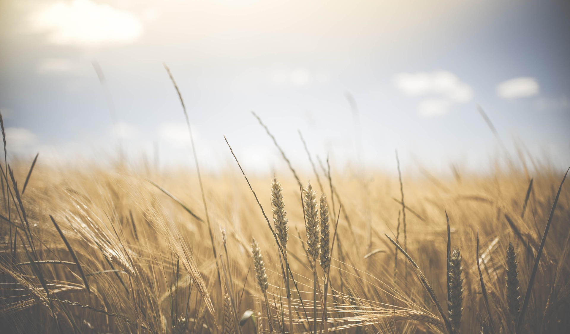 agriculture 1845835 1920 1 - Najlepsze miejsca na zachodnim Wybrzeżu Bałtyckim