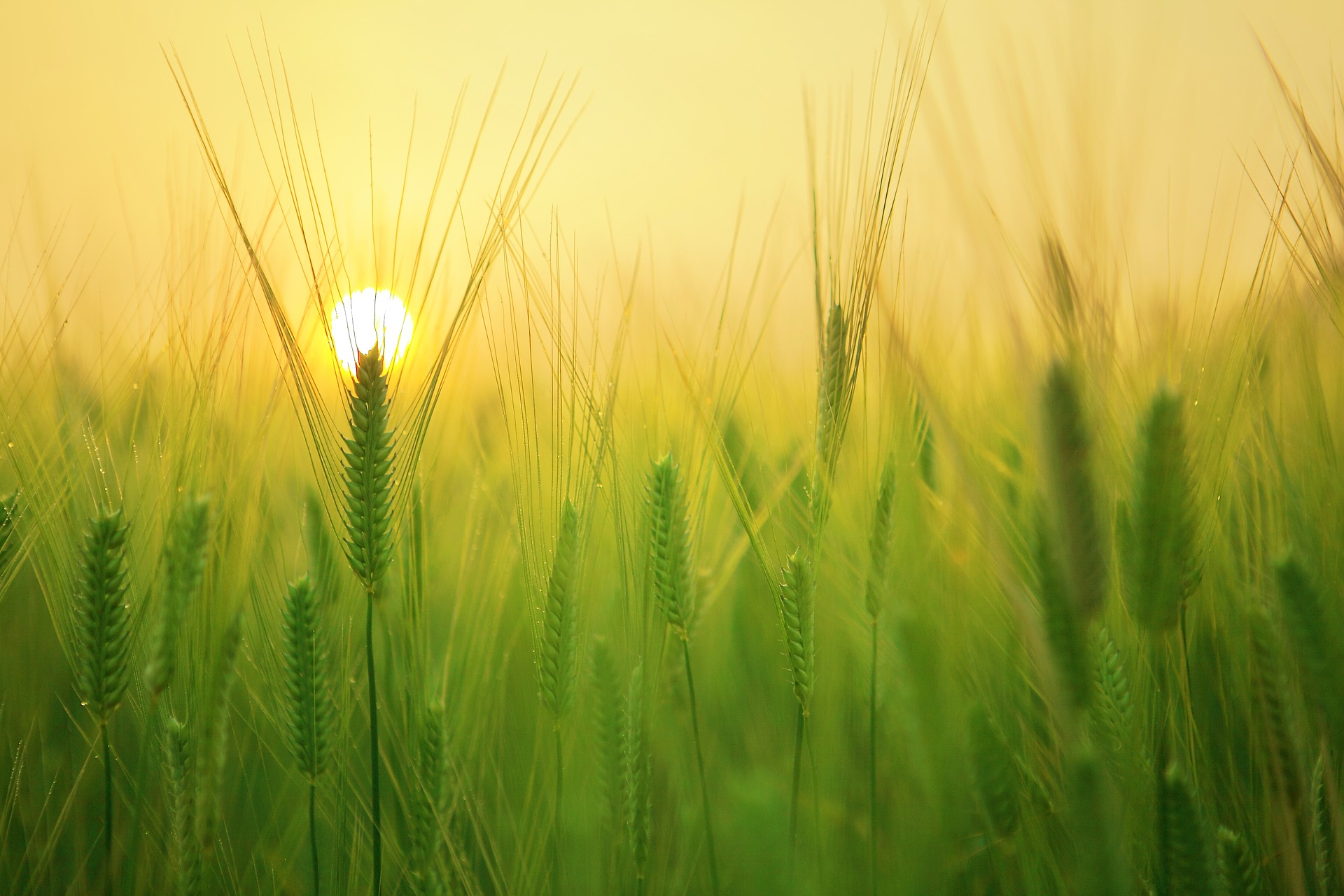 barley field 1684052 1920 - Piękne miejsca na Pomorzu, które musisz odwiedzić