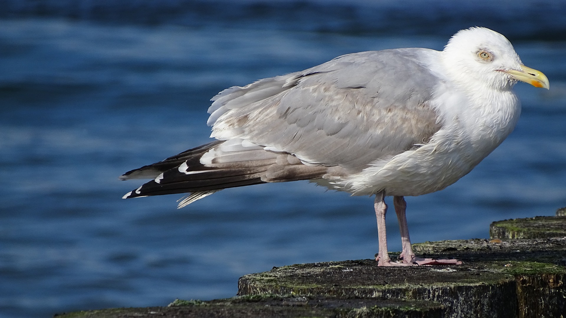 birds 3357475 1920 - Najlepsze miejsca na zachodnim Wybrzeżu Bałtyckim