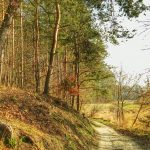 forest 1166455 1280 150x150 - III Ogólnopolski Spływ Kajakowy Bzura 2018