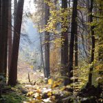 forest 2955432 1280 150x150 - Zeughausmesse - Targi Sztuk Dekoratywnych i Designu - Berlin