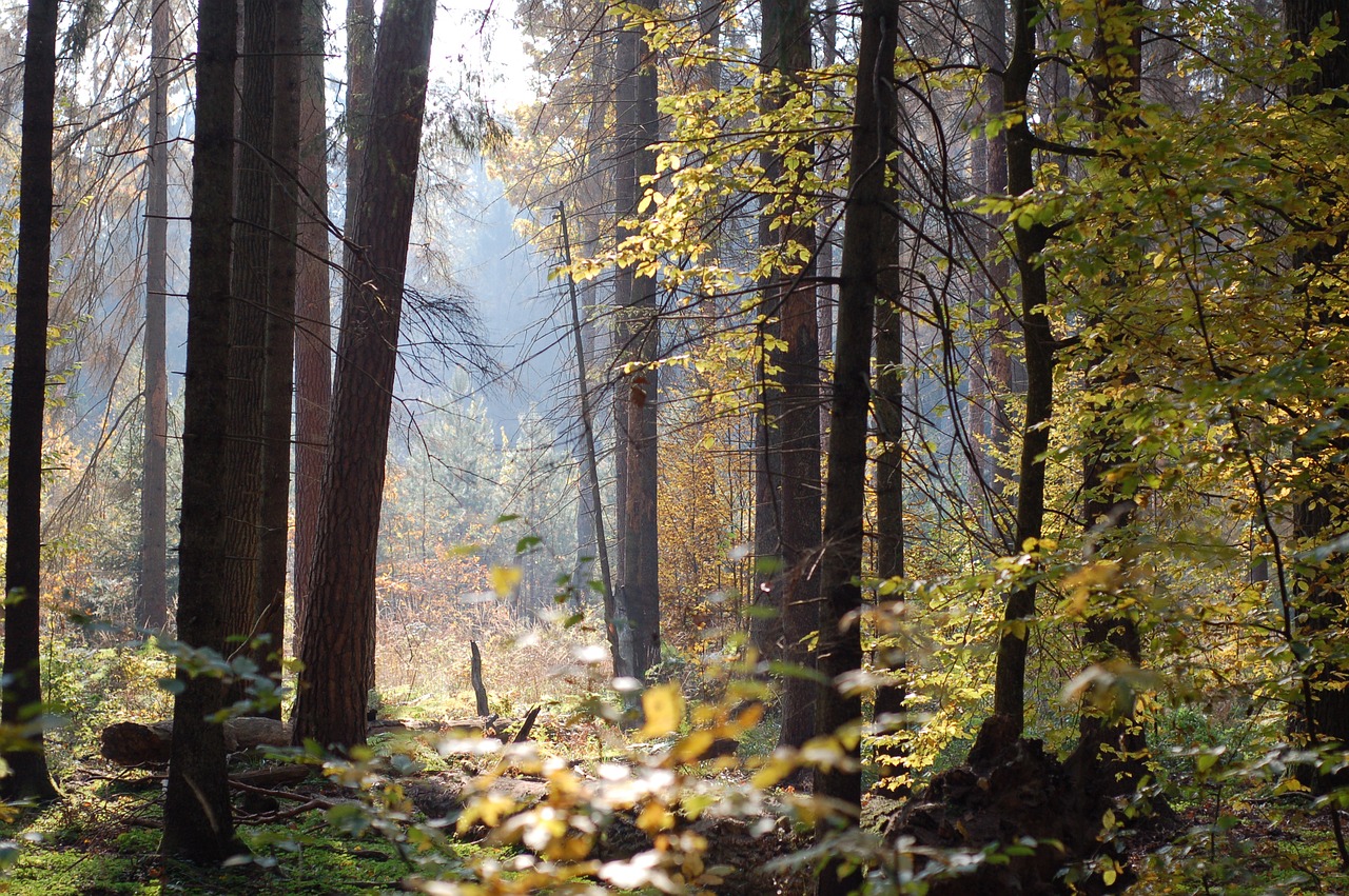 forest 2955432 1280 - Czy warto jechać na Podlasie? Sprawdź!