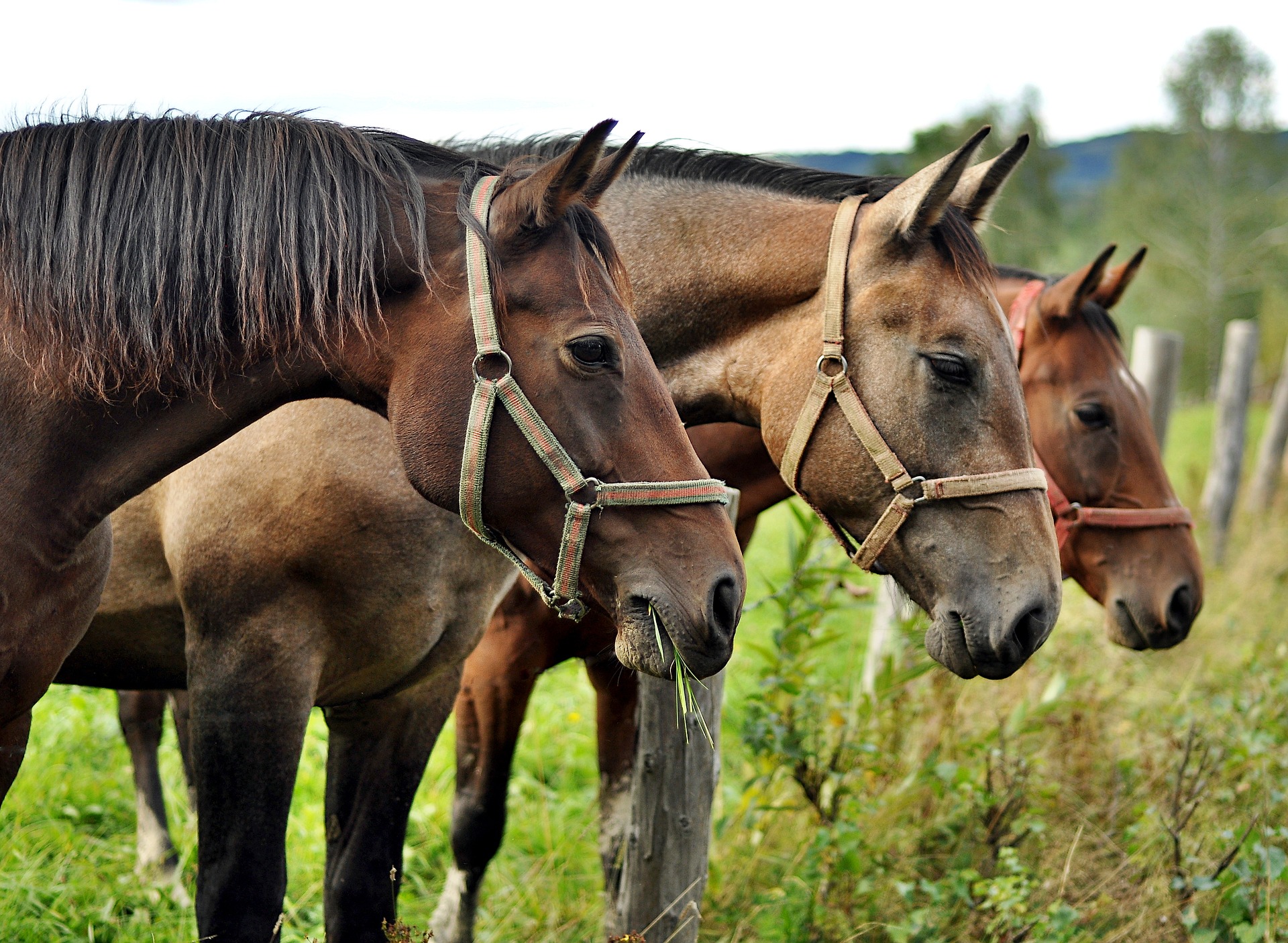 horses 2778167 1920 - Małopolskie skarby, czyli miejsca, które mogą Cię zaskoczyć