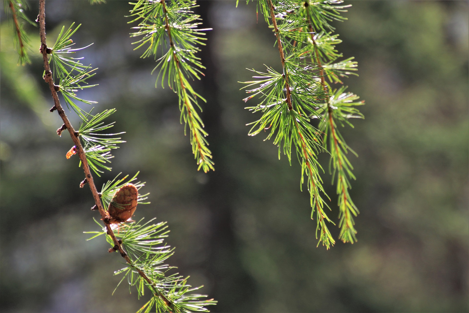 larch 3661373 1920 - Piękne miejsca na Pomorzu, które musisz odwiedzić