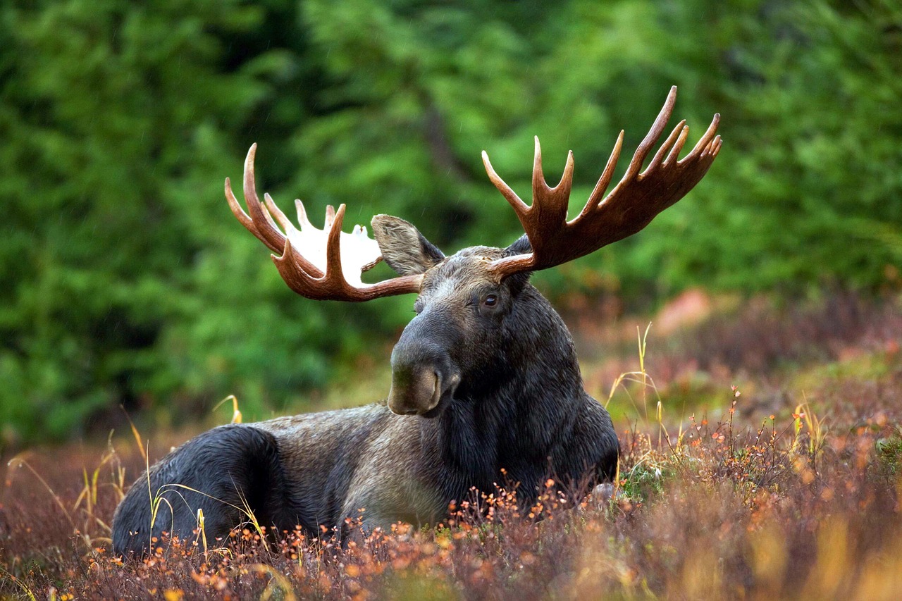 moose 70254 1280 - Odkryj piękne "wnętrze" Polski - Zalew Zegrzyński, Spała, Łochów, Paplin, Bałtów, Świętne