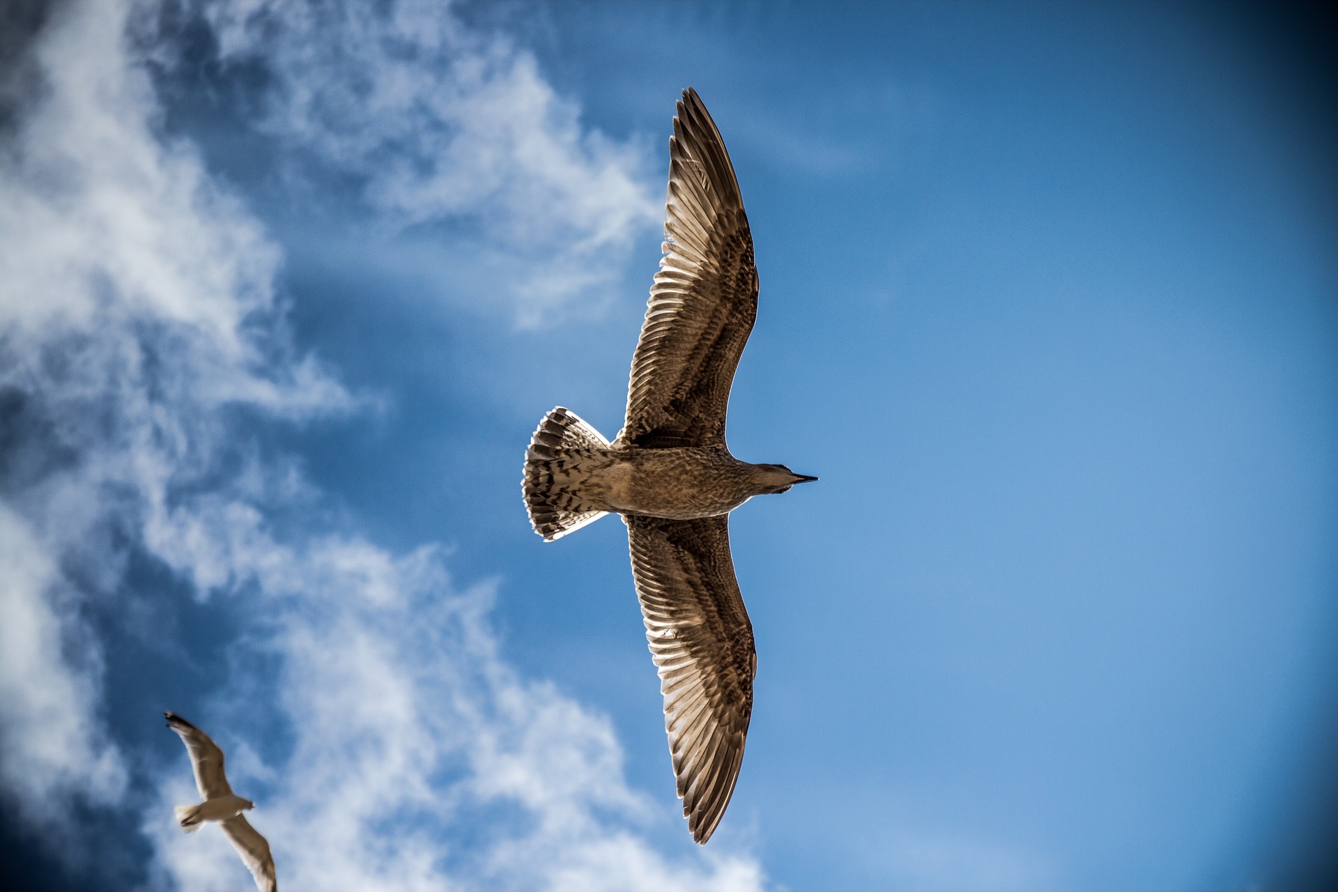 sea gull 765490 1920 - Nad morzem i na wsi - 6 miejscowości, które idealnie definiują wypoczynek