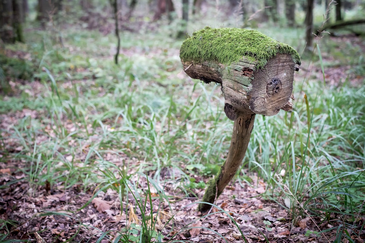 tree 1699077 1280 - Czy warto jechać na Podlasie? Sprawdź!