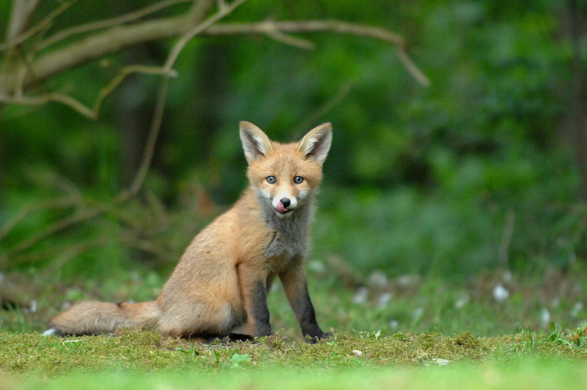 wildlife 3231923 1920 - Odkryj piękne "wnętrze" Polski - Zalew Zegrzyński, Spała, Łochów, Paplin, Bałtów, Świętne