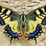 butterfly 1228639 960 720 150x150 - Trójmiasto i najciekawsze atrakcje dla dzieci