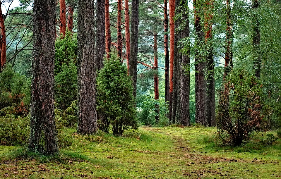 Majówka blisko Warszawy - odpoczynek w dziczy dla zabieganych forest 1973952 960 720 - Majówka blisko Warszawy - odpoczynek w dziczy dla zabieganych