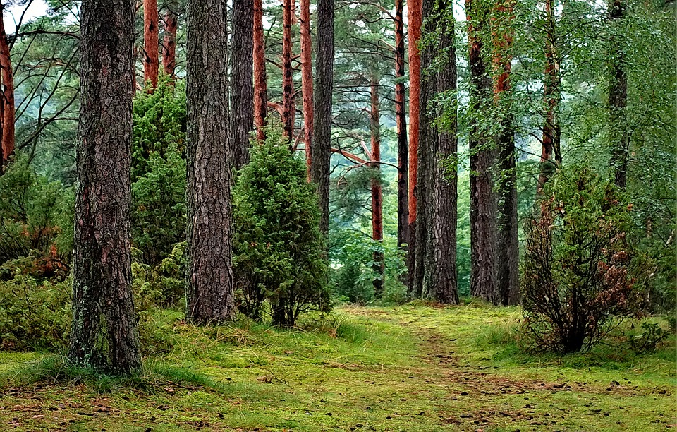 forest 1973952 960 720 - Majówka blisko Warszawy - odpoczynek w dziczy dla zabieganych