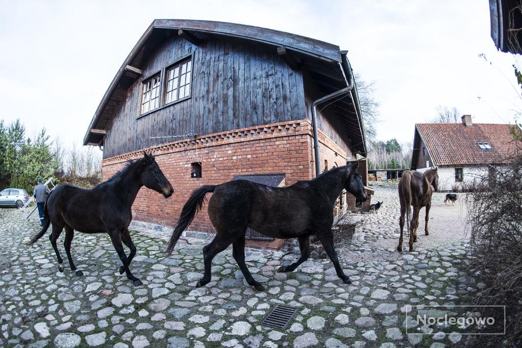 401609 462 biskupiec siedlisko blominko - TOP 5 Agroturystyka: Gospodarstwa agroturystyczne 2021