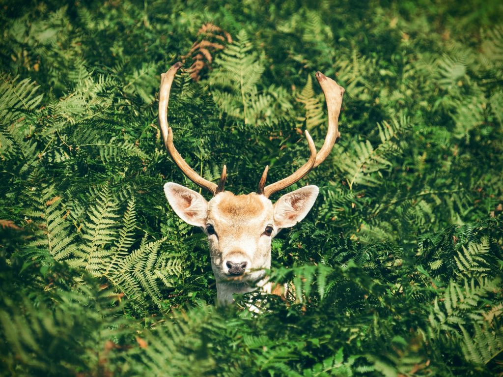 animal 1866537 1280 1024x767 - Bon turystyczny w górach. Gdzie jechać na Podkarpacie z dziećmi?