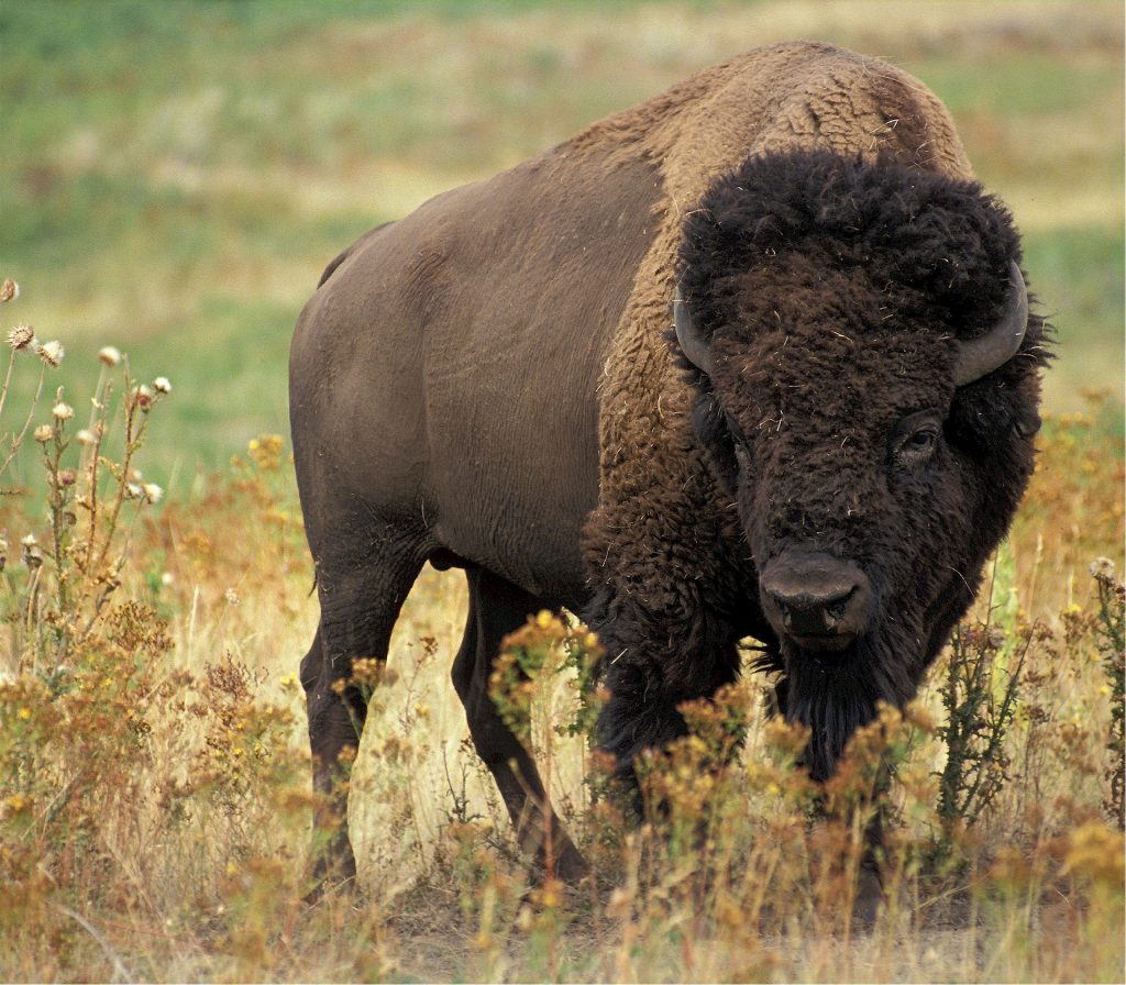 bison 526805 1920 1024x896 - Cuda natury w Polsce. Prezentacja od gór do morza