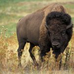 bison 526805 1920 150x150 - Miejsca na wakacje dla młodych w Polsce