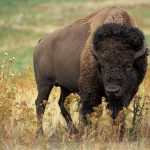 bison 526805 1920 150x150 - Olśniewające miejsca w Polsce, które wyglądają jak zagraniczne.