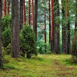 bory tucholskie 150x150 - 6 ciekawych pomysłów na spędzenie Sylwestra