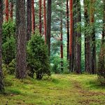 bory tucholskie 150x150 - Najpiękniejsze okolice Zamku Grodno i Jeziora Lubachowskiego