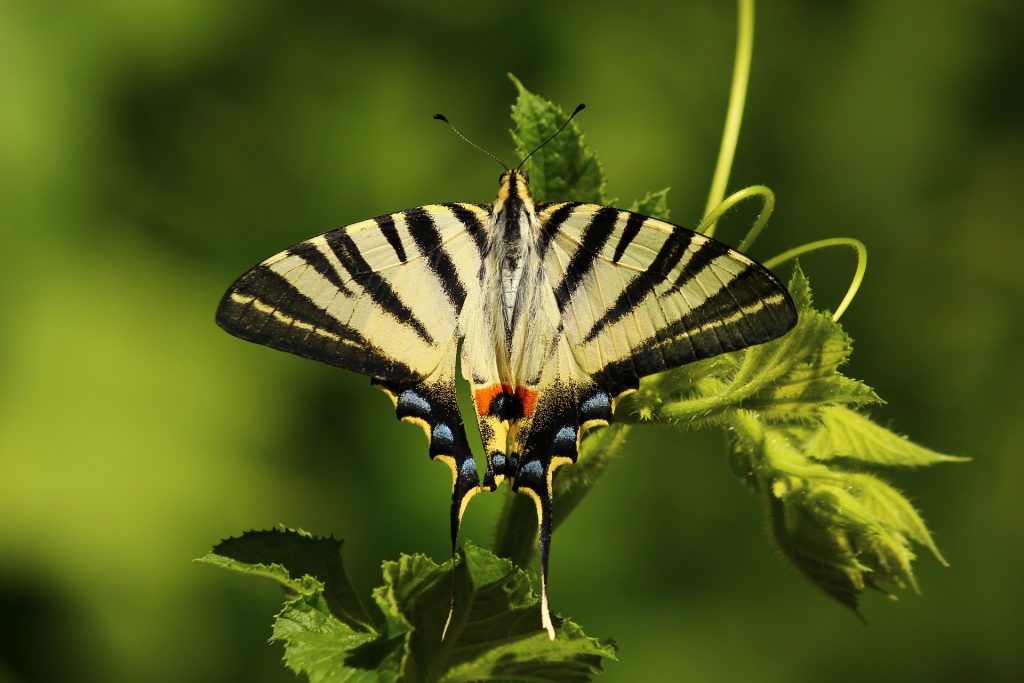 butterfly 1701685 1920 1024x683 - Rewal i okolice - co warto zobaczyć?