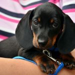 dachshund 1519374 1280 150x150 - Dlaczego warto odwiedzić Rzeszów?