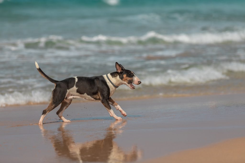 dog 5262511 1280 1024x682 - Gdzie wybrać się nad morze z psem? Psie plaże w Polsce