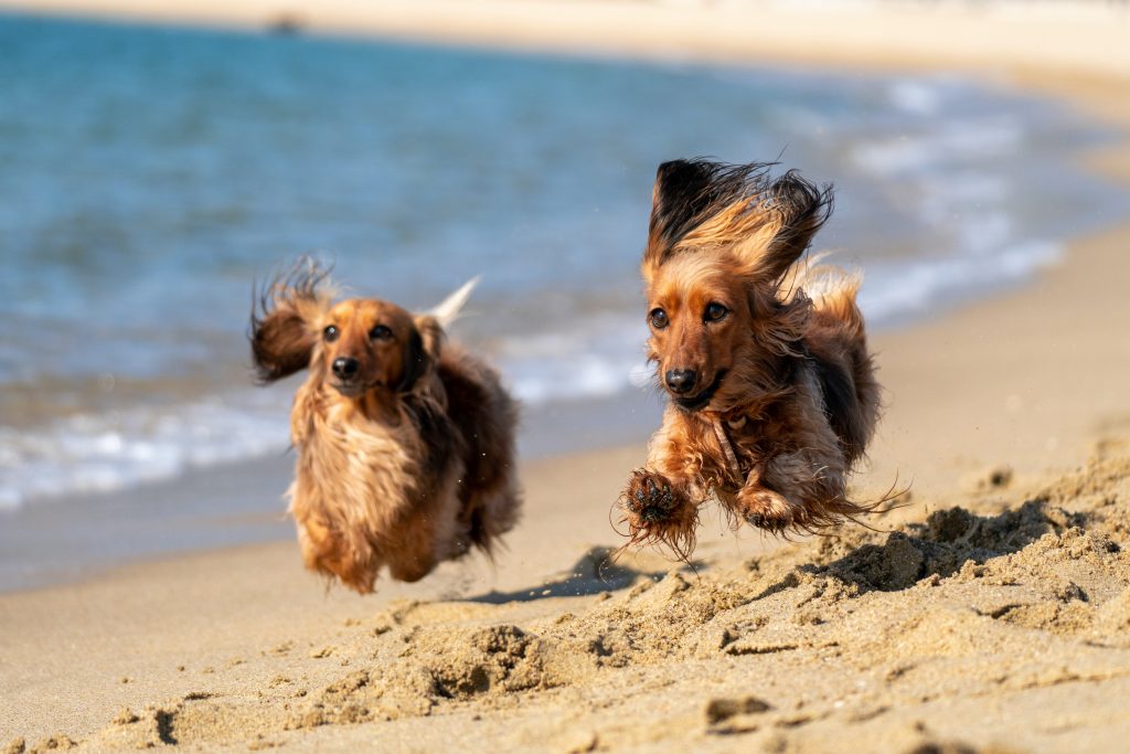 kojirou sasaki 4sz73pydlYA unsplash 1024x683 - Gdzie wybrać się nad morze z psem? Psie plaże w Polsce