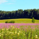 laka 150x150 - Rogale świętomarcińskie - skarb Wielkopolski