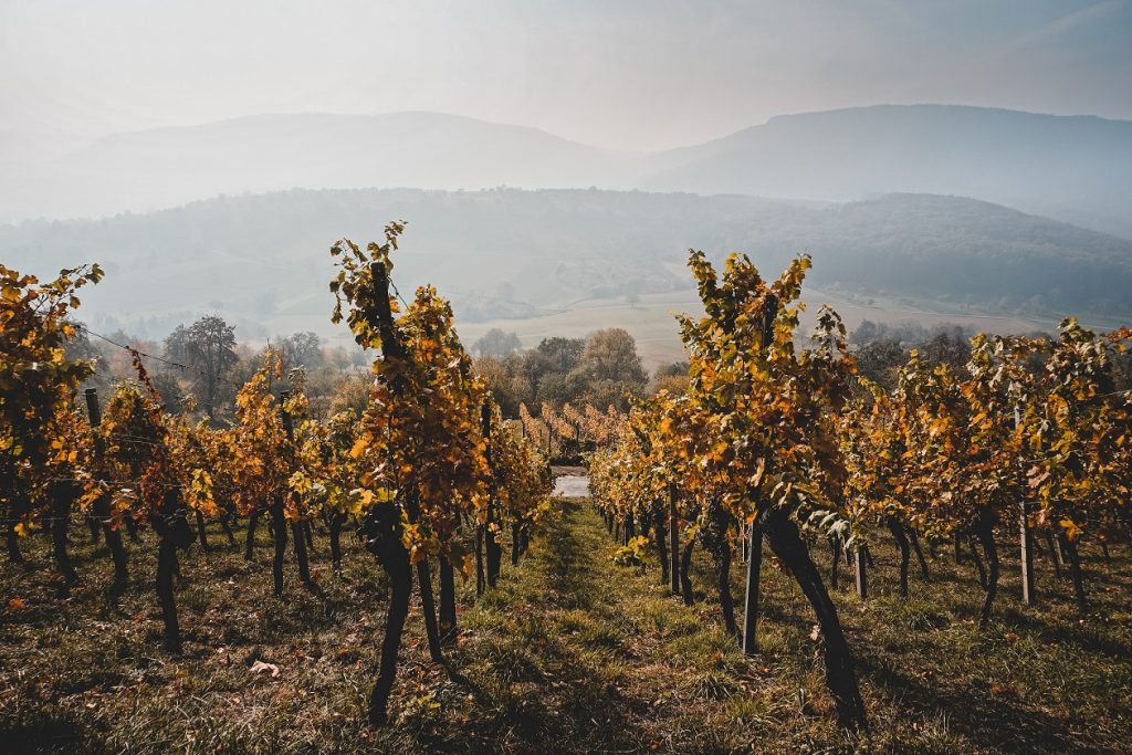 Rodzinny jesienny weekend. Gdzie wybrać się z dziećmi we wrześniu? nico bhlr r6pi3BpqDzI unsplash 1024x683 - Rodzinny jesienny weekend. Gdzie wybrać się z dziećmi we wrześniu?