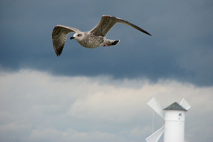 seagull 1317003  480 - Świnoujście - jak dojechać i co zwiedzać? Kraina 44 wysp bez tajemnic