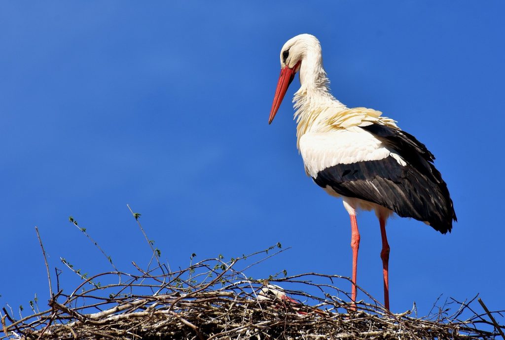 stork 2308235 1920 1024x690 - Świerklaniec - co zobaczyć? Górny Śląsk na weekend