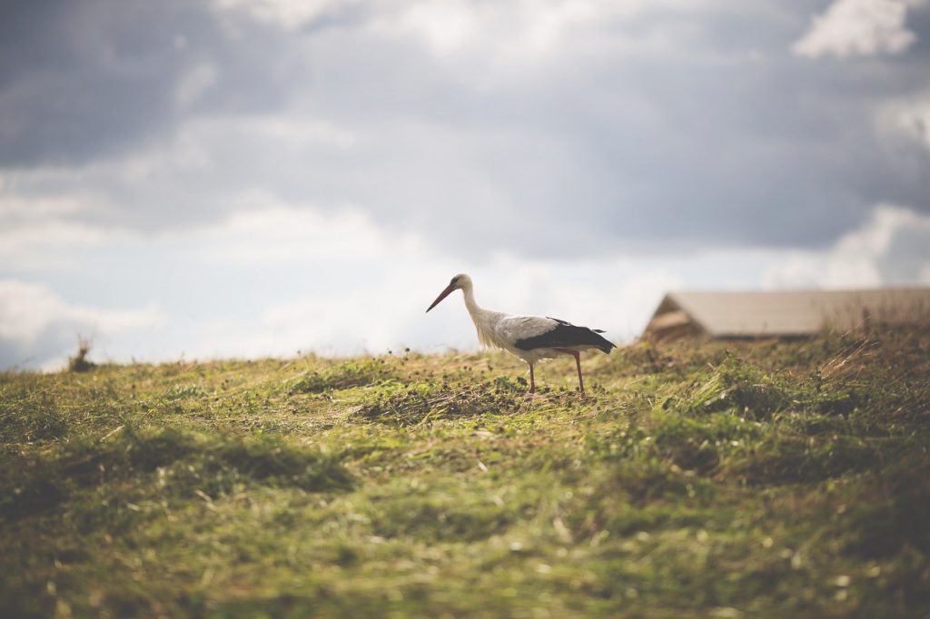 stork 5152924 1280 1024x682 - Wakacje nad jeziorem - na Mazurach, Pomorzu Zachodnim czy w górach?