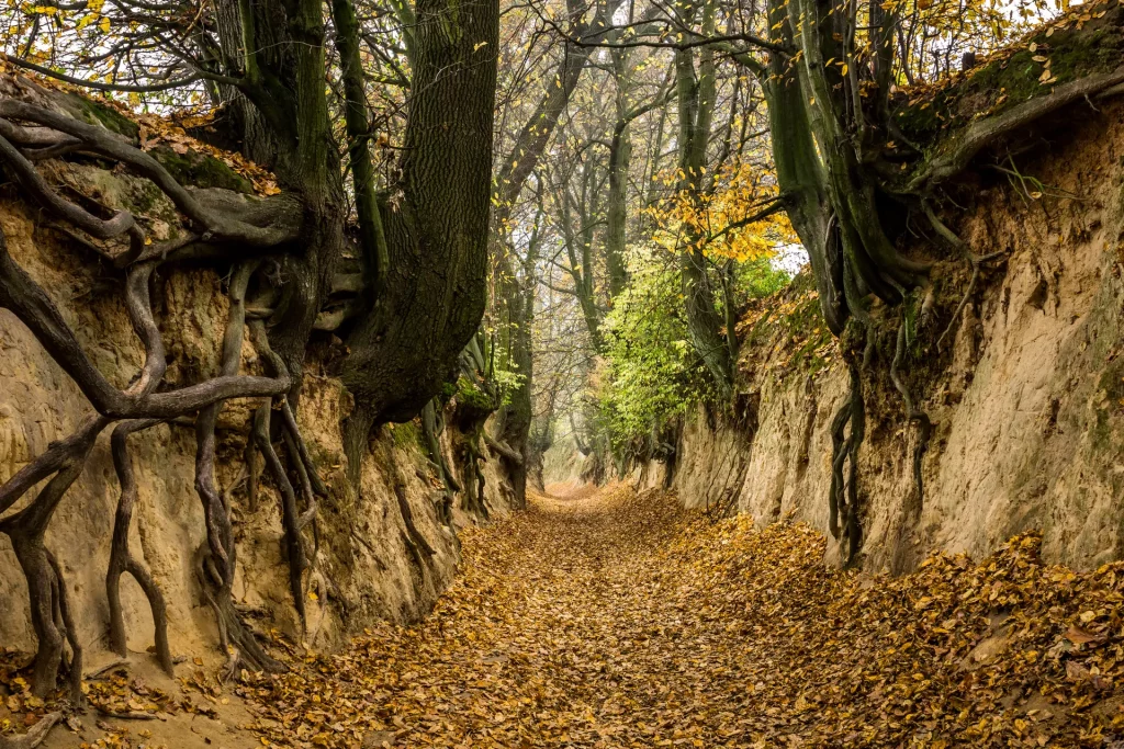 wawoz kazimierz dolny korzeniowy dol shutterstock 749643745 1024x683 - Gdzie wybrać się na jesienny urlop?