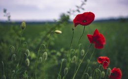 May Day weekend - ideas for spending the May Day weekend