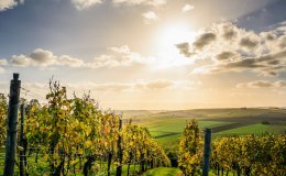 Enotourism - get to know Poland's vineyards